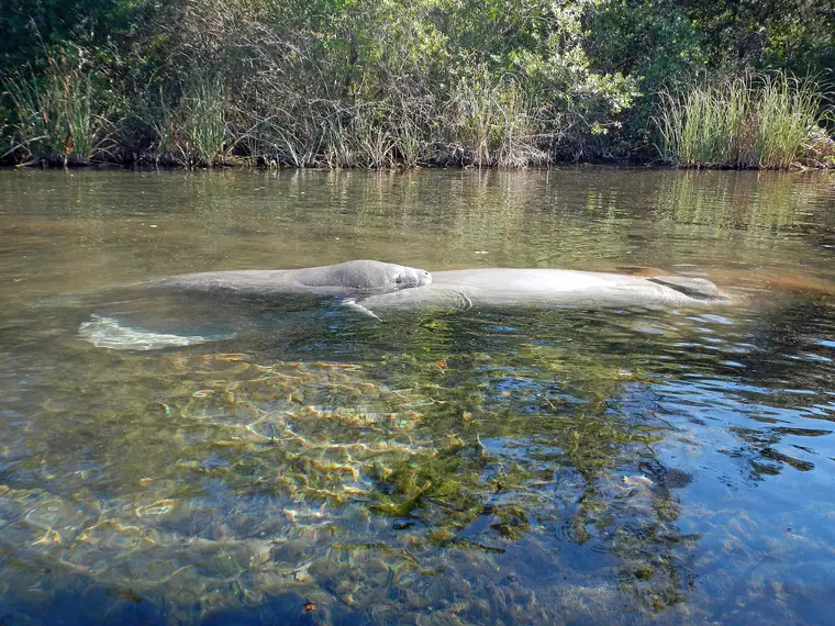 Manatee cow and calf in the Weeki Wachee River