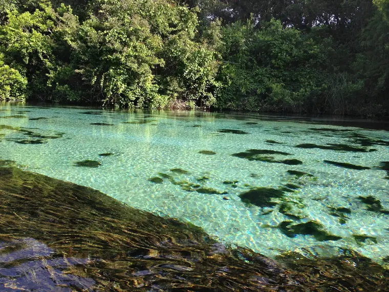 Crystal-clear water of the Weeki Wachee River