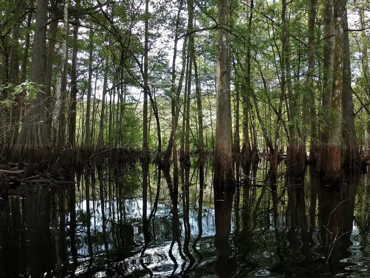Cypress reflections on the Withlacoochee River