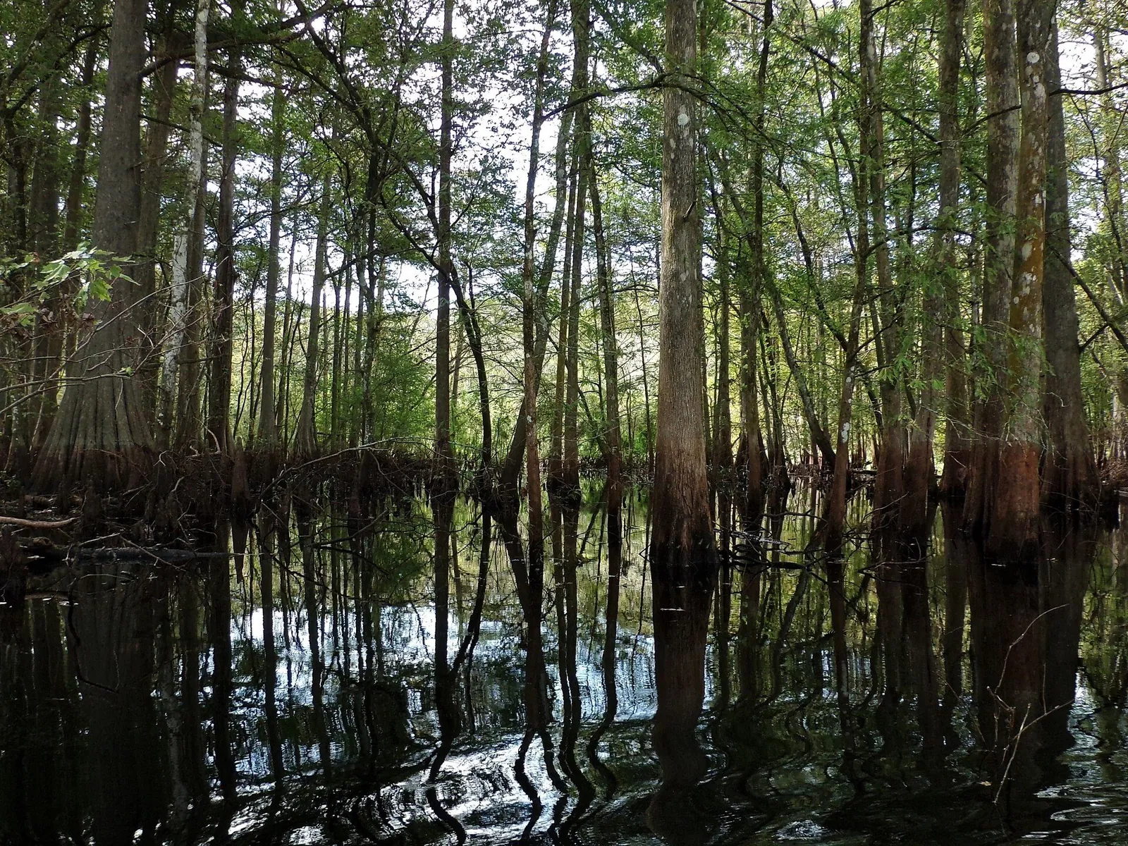 Cypress reflections on the Withlacoochee River